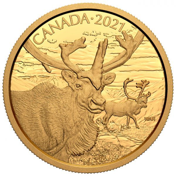 350 dolar Zlatá mince Sob polární - třetí díl úspěšné série kanadských portrétů divoké zvěře