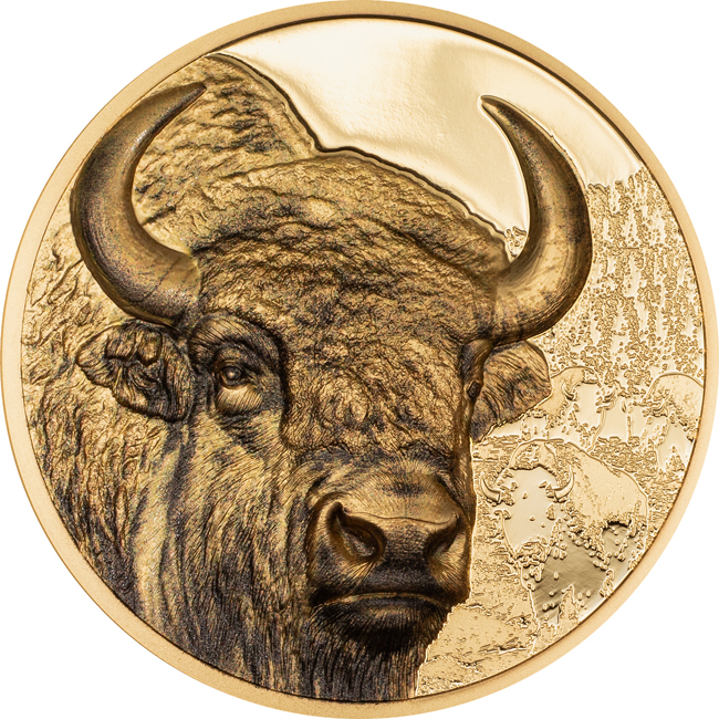 Divoké Mongolsko - Zubr 2024, 1 oz zlata