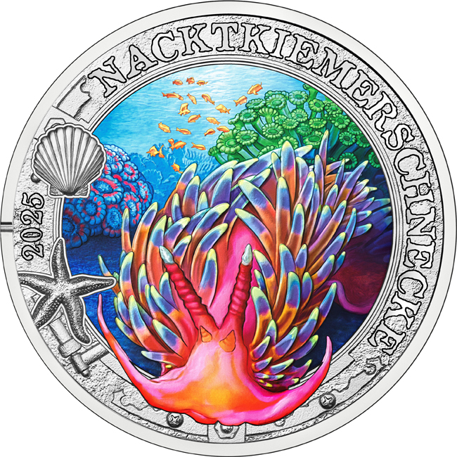 Doridid Nudibranch