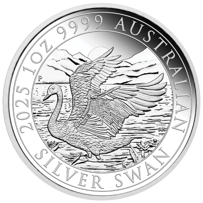 Australian Swan