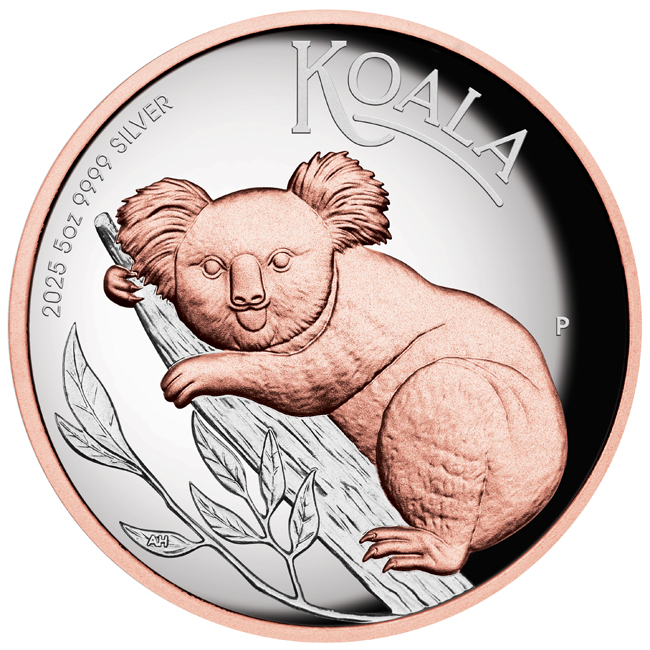 Australian Koala