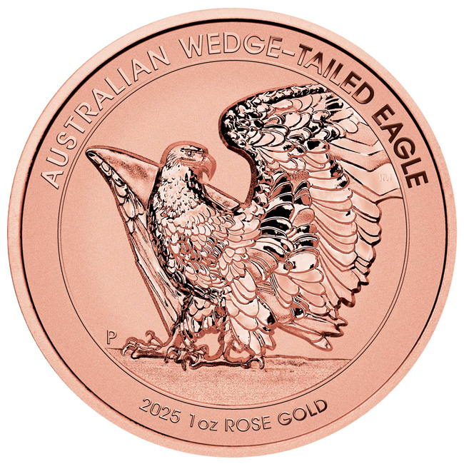 Australian Wedge-Tailed Eagle
