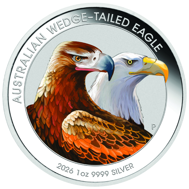 Australischer Keilschwanzadler