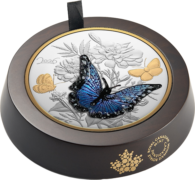 Silvery Blue Butterfly